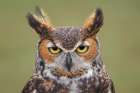 Great horned owl portrait Art Print